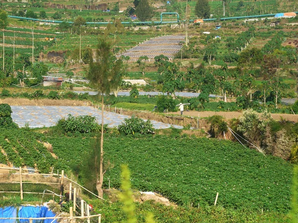 Blick Auf Gemüseplantagen Der Dieng Hochebene Zentraljava Indonesien — Stockfoto