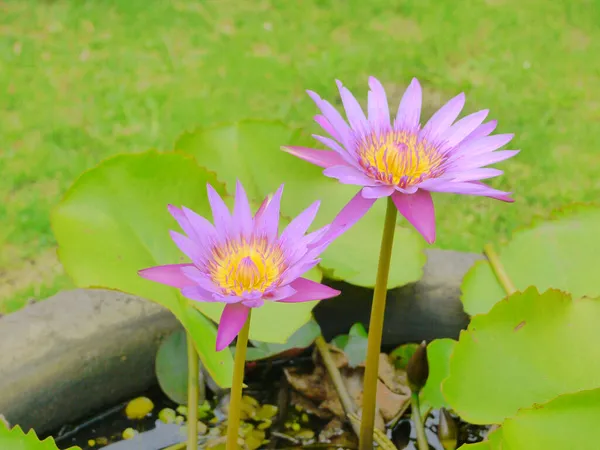 Krásný Lotosový Květ Zahradě — Stock fotografie