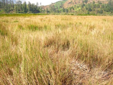 Dieng Platosu 'nda bir savana, Orta Cava, Endonezya