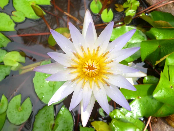 荷花在池塘里受到雨滴的影响 — 图库照片