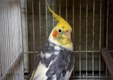 Bir kafeste papağan (Nymphicus hollandicus).