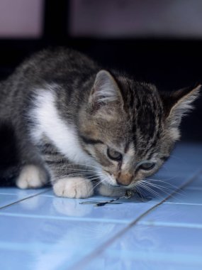 Böcekle oynayan sevimli bir kedi yavrusunun portresi