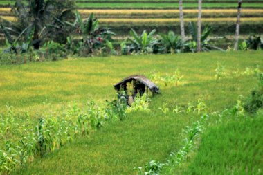Tarlalarda yetişen yeşil pirinç manzarası.