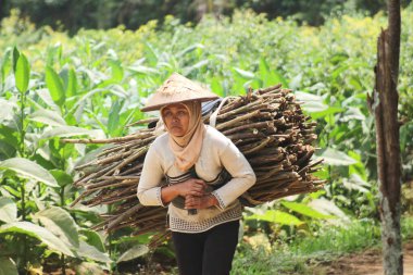 Sırtında kütükler taşıyan bir kadın yalnız yürüyor.