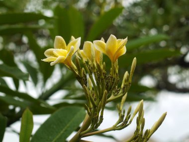 Bahçedeki sarı çiçekler.