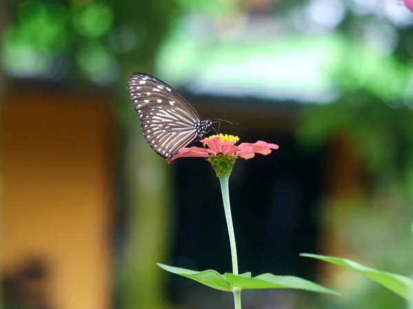 Papillon Perché Sur Une Fleur — Photo