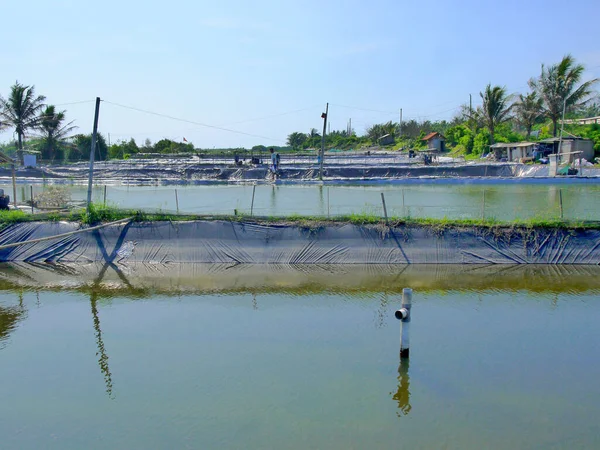 Shrimp Farming Yogyakarta Indonesia — Φωτογραφία Αρχείου