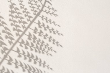 Beyaz desenli duvarda dallı gölge. Tasarımın için mükemmel. Metin için boş alan