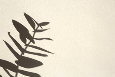 Beyaz desenli duvarda dallı gölge. Tasarımın için mükemmel. Metin için boş alan