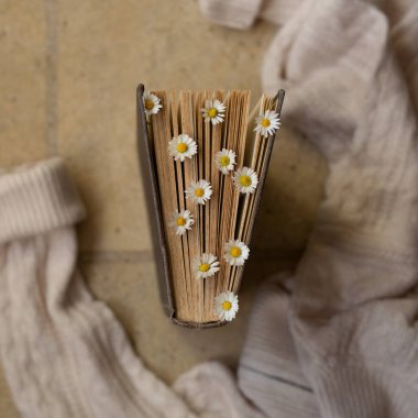 Vintage brown book with fresh daisies flowers on the stone floor in the arms of a beige cozy sweater. Hygge concept. Flatlay photo
