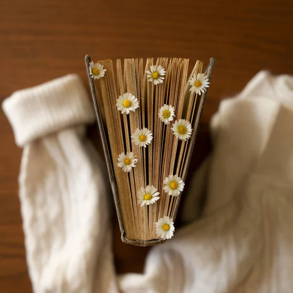 Vintage brown book with fresh daisies flowers on a wooden brown table in the arms of a beige cozy sweater. Hygge concept. Flatlay photo