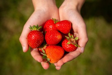 Childrens hands hold a handful of ripe juicy strawberries on a green blurred background. Child labor and harvest