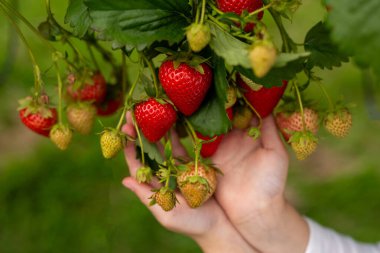 Childrens hands hold a handful of ripe juicy strawberries on a green blurred background. Child labor and harvest