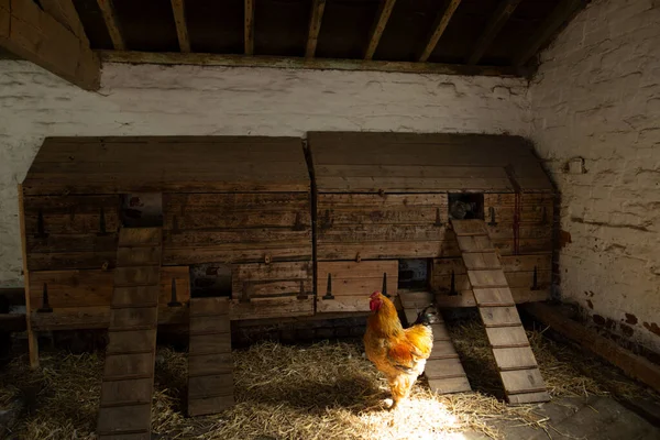 ⬇ Скачать Картинки Gaiola De Frango Grande, Стоковые Фото Gaiola.