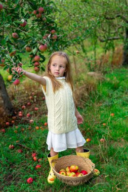 Sarı kazaklı ve sarı çizmeli beyaz elbiseli tatlı bir kız güneşli bir yaz gününde elma bahçesinde sulu elmalarla dolu bir sepet. Hasat, çocukluk ve mutluluk kavramı.