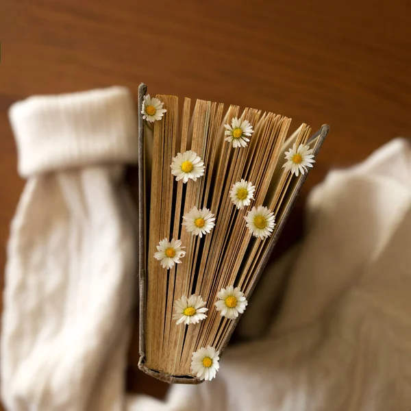 Vintage brown book with fresh daisies flowers on a wooden brown table in the arms of a beige cozy sweater. Hygge concept. Flatlay photo
