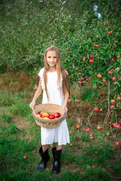 Roztomilá Dívka Bílých Šatech Košíkem Šťavnatých Jablek Jablečném Sadě Slunečného — Stock fotografie