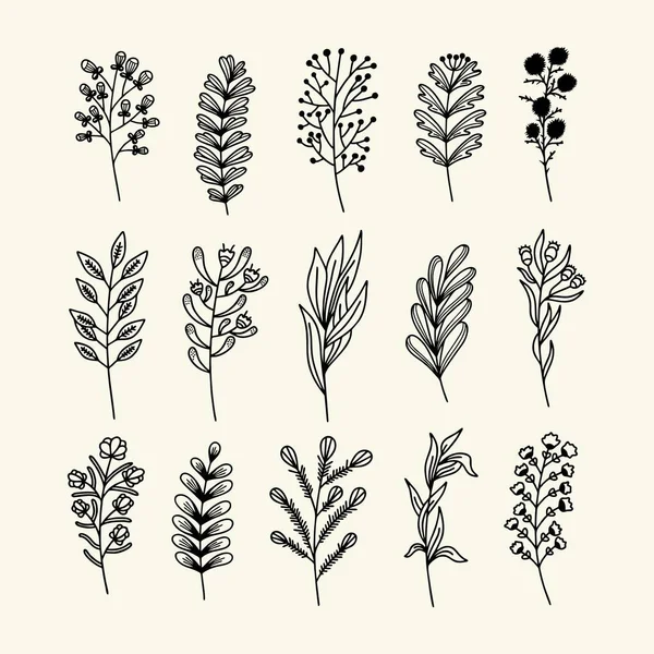 手描きの植物の枝や葉のセット ベクトルドアスタイル — ストックベクタ