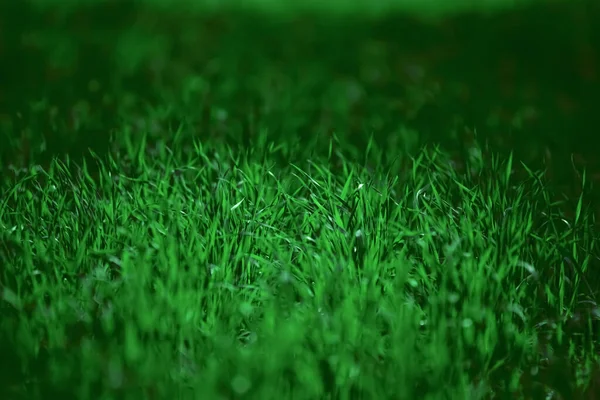 Very dark contrasted green meadow of grass — Stock Photo, Image
