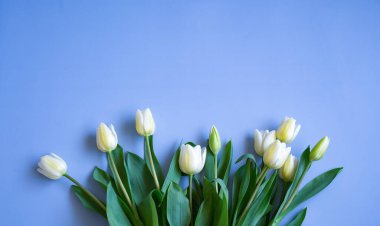 Mavi arkaplandaki lalelerin boşluğunu kopyala