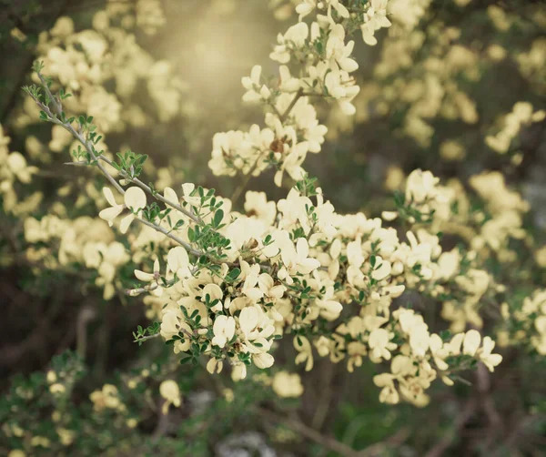 Närbild av suddig blommig vit buske — Stockfoto