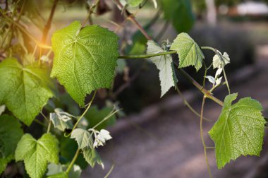 Parktaki üzüm yaprağını kapat.
