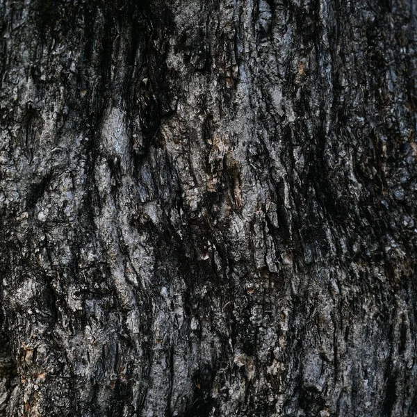 Koyu ağaç kabuğu dokusunu kapat