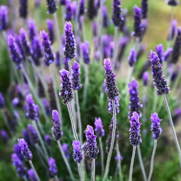 Primer plano de flores de lavanda en el prado —  Fotos de Stock