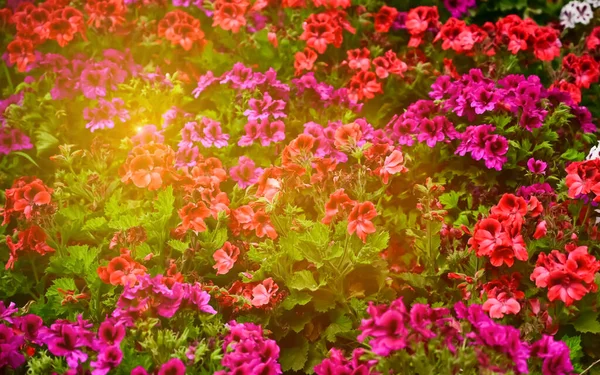 Primer plano de flores rosadas en el día soleado —  Fotos de Stock