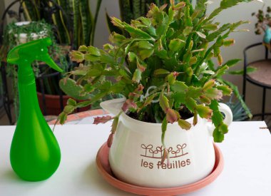 Ev bitkisinin kapağını kapat.