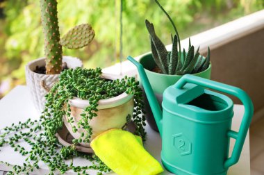 Tabaktaki saksılarda ev bitkileri. Bahar zamanının yeşil bulanık arka planı. Su kutusu..