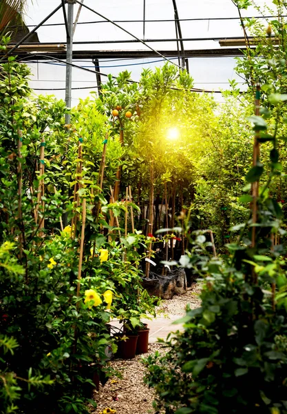 Green house with different plants and flowers. Farming and gardening concept.Flowers, tropical plants and trees growing in greenhouse.Vertical view.