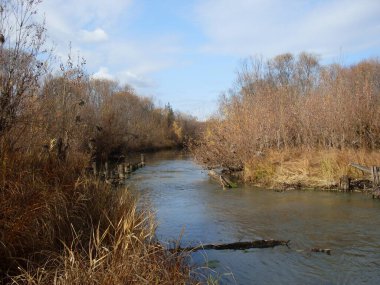 Sonbahar manzarası: Sonbahar ormanındaki nehir, düşen yapraklar, mavi gökyüzü.