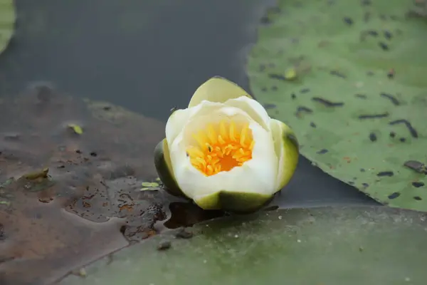 Loto Loto Sull Acqua Loto Bianco — Foto Stock