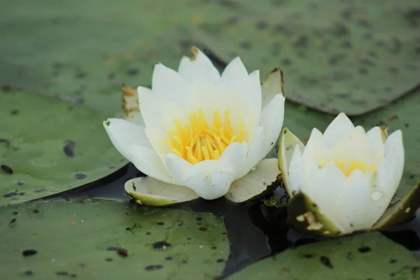 Lotus Lotussen Het Water Witte Lotus — Stockfoto