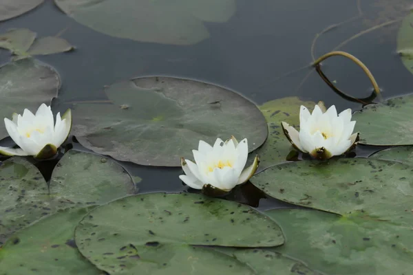 Lotus Lotussen Het Water Witte Lotus — Stockfoto