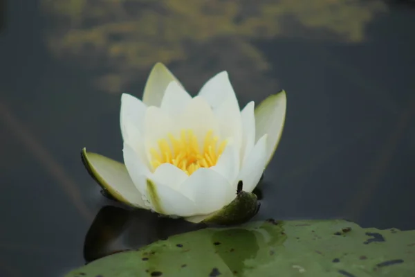 Lotus Lotusblumen Auf Dem Wasser Weißer Lotus — Stockfoto