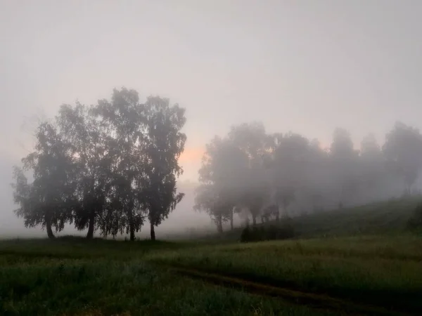 Bosque Brumoso Amanecer Atardecer —  Fotos de Stock