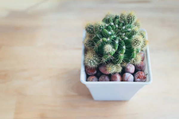 Soft focus of cactus in the flower pot on the table.