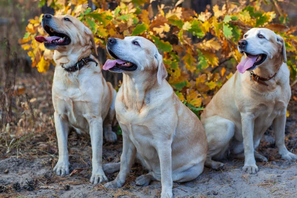 Junge Glückliche Labradore Park Einem Warmen Herbsttag — Stockfoto
