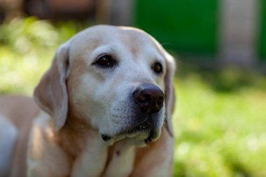 Genç sarı mutlu labradorlar sıcak bir sonbahar gününde parkta.