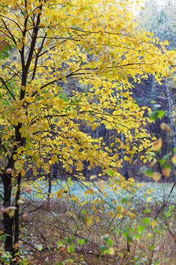 Ormanda sonbahar, her şey altındır.