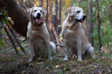 Genç sarı mutlu labradorlar sıcak bir sonbahar gününde parkta.