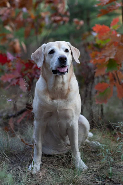 Mladí žlutí šťastní labradoři v parku za teplého podzimního dne — Stock fotografie