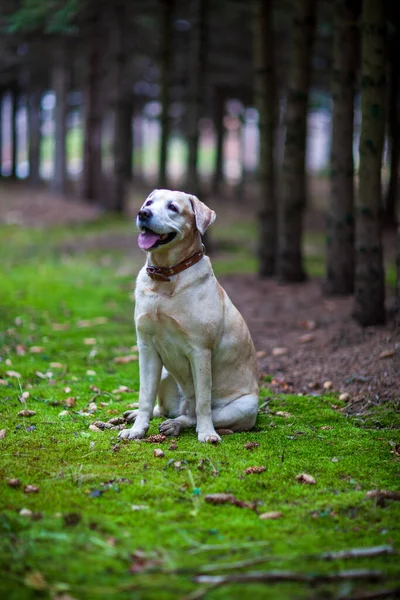 Junge, glückliche Labradore im Park an einem warmen Herbsttag — Stockfoto