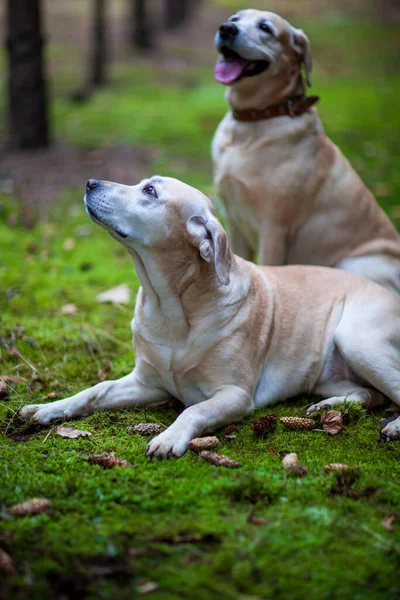 Mladí žlutí šťastní labradoři v parku za teplého podzimního dne — Stock fotografie