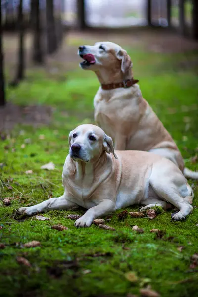 Mladí žlutí šťastní labradoři v parku za teplého podzimního dne — Stock fotografie