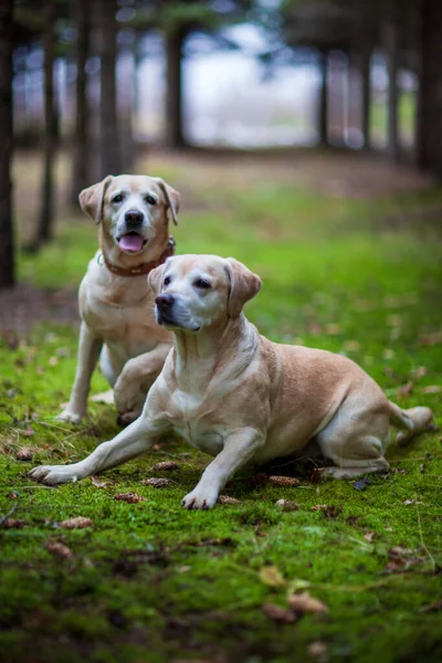 Junge, glückliche Labradore im Park an einem warmen Herbsttag — Stockfoto