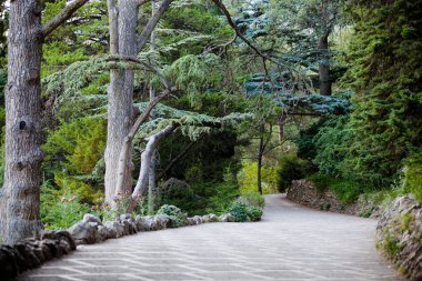 Ormanın derinliklerine giden yol.