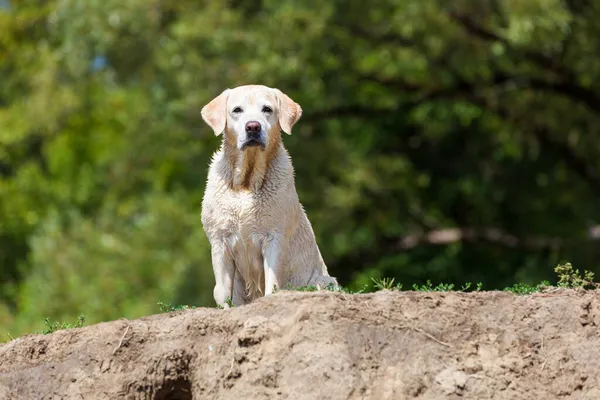 Nasse Labrador-Retriever warten am Hochufer — Stockfoto